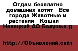 Отдам бесплатно домашних котят - Все города Животные и растения » Кошки   . Ненецкий АО,Белушье д.